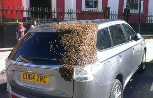 मधुमक्खियों के झुंड ने 65 वर्षीय दादी का 24 घंटे तक नहीं छोड़ा पीछा