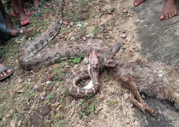 OMG! 20 फीट के अजगर ने एक सियार को निगला, हुई बेचैनी तो मुंह से निकाला