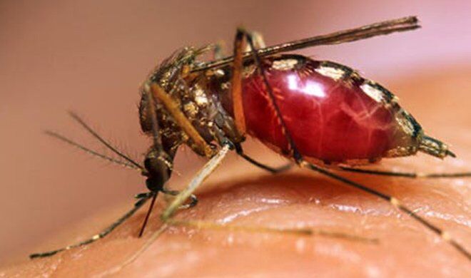 जानिए आपको ही ज्यादा क्यों काटते हैं मच्छर!