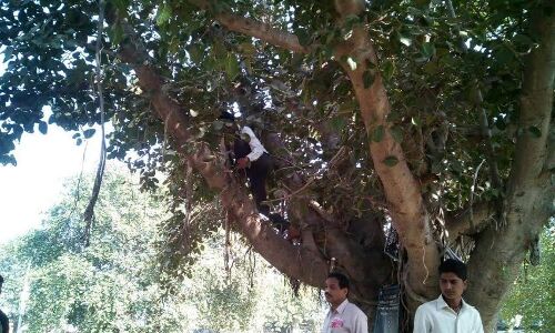 तहसील प्रांगण में फांसी लगाने के लिए पेड़ पर चढ़ा युवक,वकीलों ने बचाई जान तहसील प्रांगण में फांसी लगाने के लिए पेड़ पर चढ़ा युवक,वकीलों ने बचाई जान