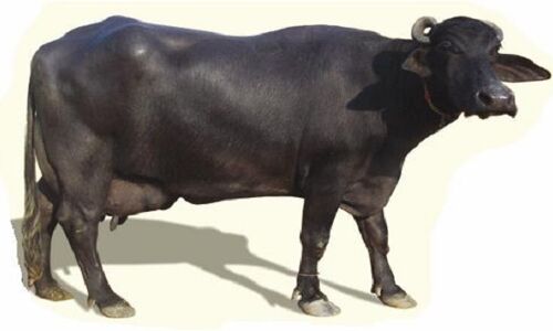 कल्लू की भैंस ने नहीं दिया दूध, मोदी जी इस्तीफा दें