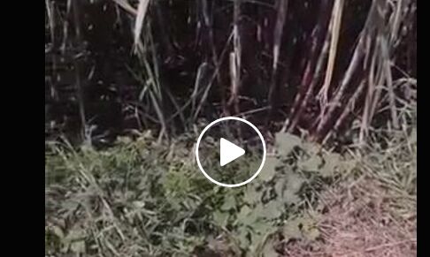 आपने नेवले और सांप की ऐसी लड़ाई नहीं देखी होगी, देखिये वीडियो