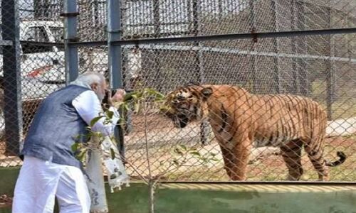 VIDEO: जब नंदन वन जंगल सफारी में शेर की फोटो खींचने लगे PM मोदी...