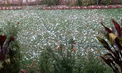 मुरादाबाद में ओलो की बारिश होने से किसान घबराए!