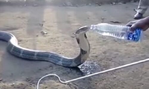 क्या आपने किंग कोबरा को बोतल से पानी पीते हुए देखा है? VIDEO हुआ वायरल