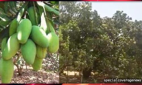 79 साल पुराने पेड़ में इतने दशहरी आम लगे कि जमीन छूने लगीं डालियां 79 साल पुराने पेड़ में इतने दशहरी आम लगे कि जमीन छूने लगीं डालियां