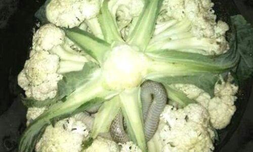 कृपया तस्वीर देखकर विचलित ना हो! फूलगोभी में निकला कुछ ऐसा कि डरकर भागे लोग