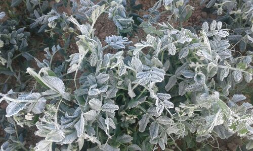 यूँ जमी वर्फ मैदानी क्षेत्रों में भी, देखिये तस्वीरें यूपी के एटा जिले से यूँ जमी वर्फ मैदानी क्षेत्रों में भी, देखिये तस्वीरें यूपी के एटा जिले से