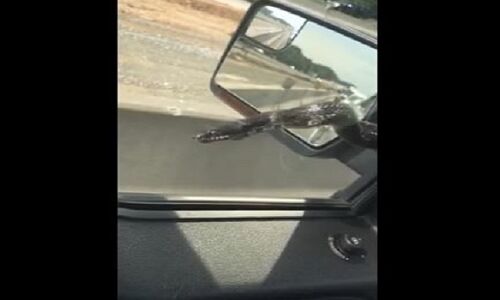 वीडियो : जब हाईवे पर चलती कार के शीशे पर चढ़ा जहरीला सांप, देखकर कांप जाएगी रूह