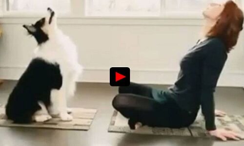 कुत्ता भी करता है मस्त योगा, यकीन नहीं होता तो देखिए ये VIDEO