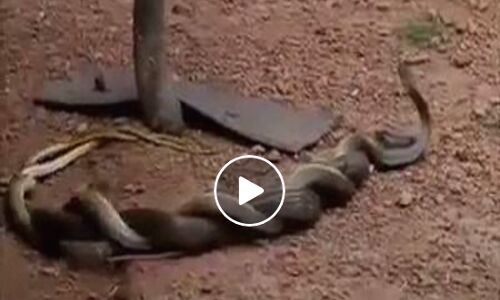 काले नागों की लड़ाई का इस तरह का अदुभुत वीडियो नहीं देखा होगा आपने!