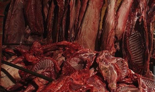 कैग की रिपोर्ट में खुलासा, गुजरात में  चल रहे हैं अवैध बूचड़खाने