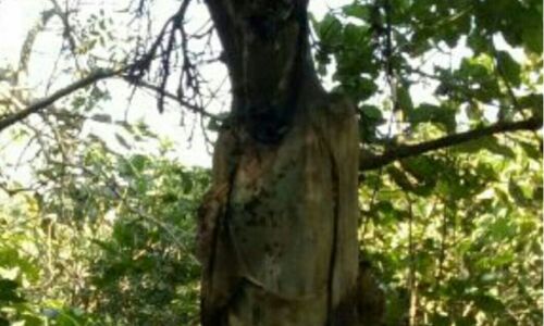 पीलीभीत माला टाइगर रिजर्व में पेड़ से लटकता मिला नरकंकाल पीलीभीत माला टाइगर रिजर्व में पेड़ से लटकता मिला नरकंकाल