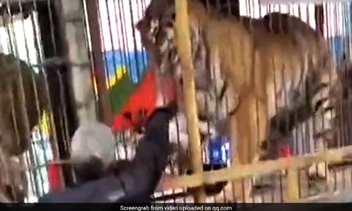 Shocking Video: शेर के पिंजरे में हाथ देना इस शख्स को पड़ा महंगा!