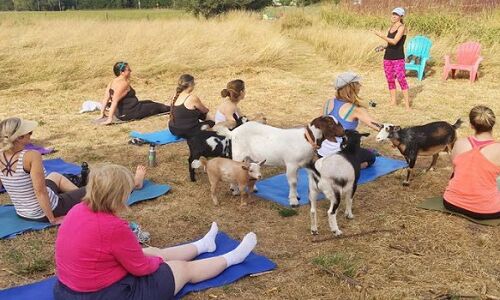 देखें वीडियो : लोकप्रिय हो रहा गोट योगा, बकरियों संग योग करने कतार में है सैकड़ों लोग