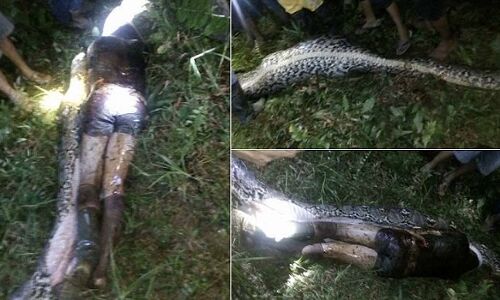 OMG! अजगर ने निगल लिया जीता-जागता इंसान और फिर.... देखें वीडियो
