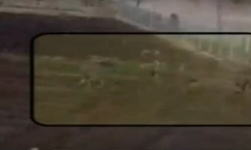 जब तीन शेर अचानक आ गये खेतों में, फिर क्या हुआ देखें वीडियो!