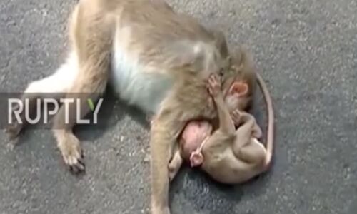 देखिये माँ की ममता ,रुला देगा ये विडियो