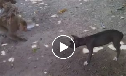 बंदर कुत्ता की लड़ाई इस तरह नहीं देखी होगी आपने!