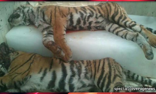 पीलीभीत टाइगर रिजर्व में बाघ के 2 शावकों के शव मिलने से हड़कंप