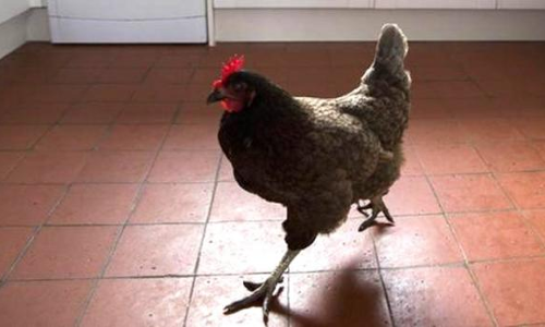 OMG! लड़के ने पड़ोसी की मुर्गी के साथ किया रेप, फिर ऐसे खुला राज