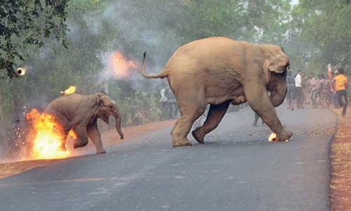 जब एक हाथी और उसके बच्चे को लगी आग, हकीकत जान दंग हो जाएंगे आप