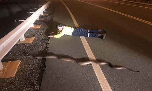 बीच सड़क पर खतरनाक पाइथन देख पास में जाकर लेट गया यह शख्स, कारण जानकार दंग रह जाएंगे!