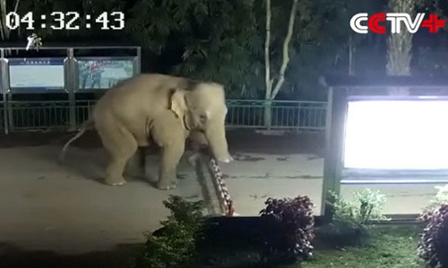 देखें वीडियो: कैमरे में कैद हुई हाथी की चालाकी, बॉर्डर पार कर पहुंचा दूसरा देश फिर...