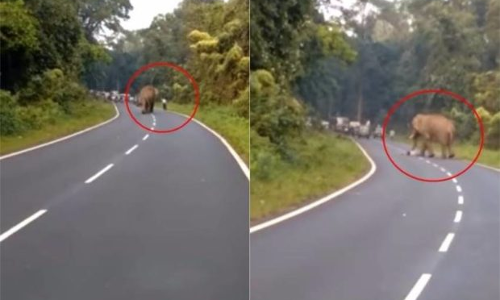 फोटो खींच रहे व्यक्ति को हाथी ने मार डाला, वीडियो देखकर हैरान होंगे आप