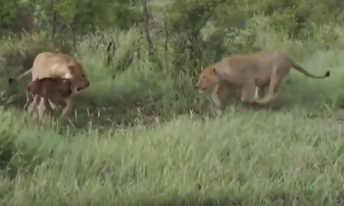 शिकार को लेकर भिड़े दो शेर, वीडियो देखकर रह जायेंगे दंग