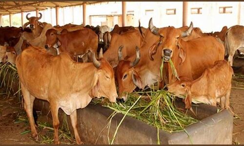 गोवंश के साथ दुष्कर्म, शराब के नशे में धुत युवक पर लगा आरोप
