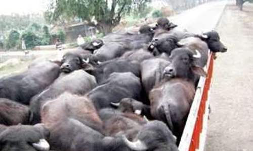 वाराणसी में क्षेत्र के डाफी बाईपास से 5 ट्रक पशु के साथ 9 लोग गिरफ्तार