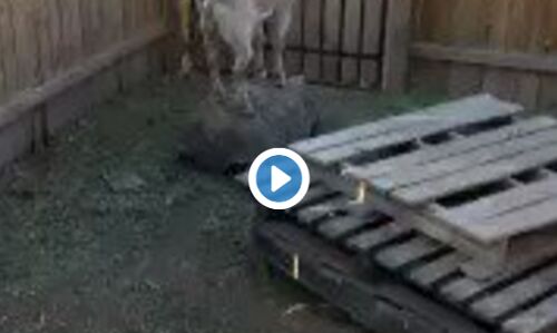 देखें वीडियो: सीखें जरुर कि हमको ऐसा करना चाहिए या नहीं