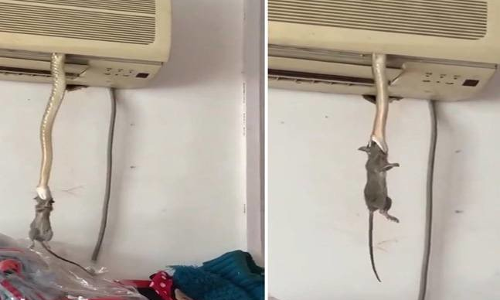 ..जब घर में लगे एसी से शिकार करने निकला सांप, VIDEO देखकर कांप जाएंगे!