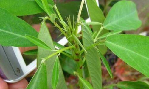 गजब! ये पौधा म्यूजिक पर करता है डांस, आप भी देखें