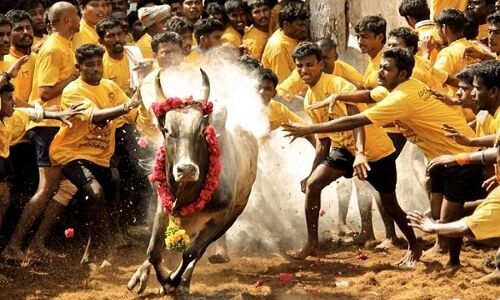 जल्लीकट्टू से हटा बैन, CM पनीरसेल्वम कल करेंगे उद्घाटन जल्लीकट्टू से हटा बैन, CM पनीरसेल्वम कल करेंगे उद्घाटन