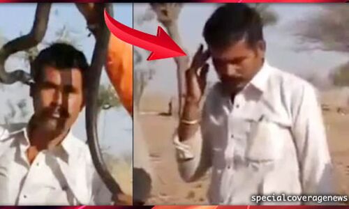 VIDEO : इस शख्स को कोबरे के साथ सेल्फी पड़ी महंगी, मिली मौत
