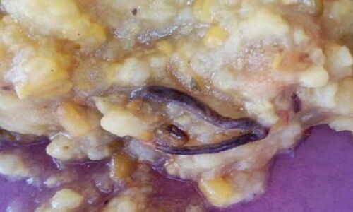 बाल-बाल बच गए 371 स्‍कूलों के बच्‍चे, मिड डे मील में मिला जहरीला सांप