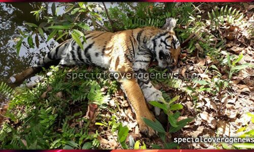 भूख के कारण हुई थी बाघ की मौत