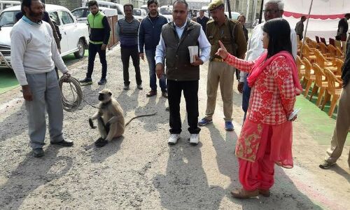 फिर किया इस जिलाधिकारी ने नया काम, लगाया EVM की सुरक्षा में लंगूरों को