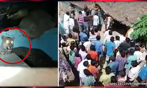 ...जब पीलीभीत टाइगर रिजर्व से निकलकर घर में घुसा बाघ, गांव में मचा हड़कंप! ...जब पीलीभीत टाइगर रिजर्व से निकलकर घर में घुसा बाघ, गांव में मचा हड़कंप!