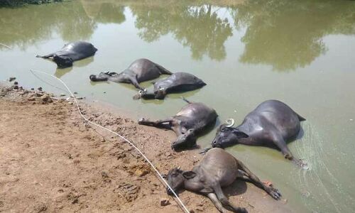 हरियाणा में दर्दनाक हादसा, तालाब में टूटकर गिरा तार, किसान की पांच भेंसों की मौत
