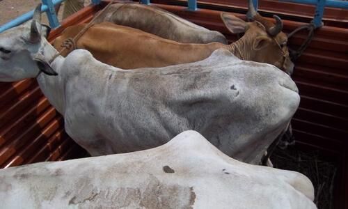 AMU छात्रसंघ ने अलवर कांड की निंदा, आरोपियों के खिलाफ कार्रवाई की मांग AMU छात्रसंघ ने अलवर कांड की निंदा, आरोपियों के खिलाफ कार्रवाई की मांग