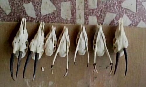 कर्नल के घर छापेमारी में प्रतिबंधित पशुओं की खाल और मांस सहित विदेशी हथियार और 1 करोड़ कैश बरामद