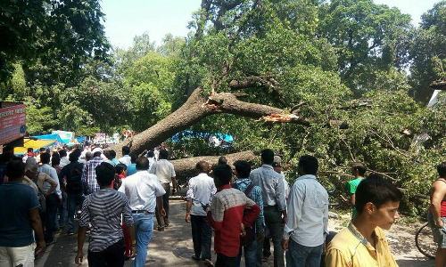 हरदोई में सडक पर गिरा पेड़, कई गाड़ियों के दबे होने की आशंका