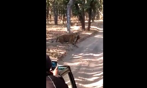 देखें वीडियो: कैसे ले गया बाघ अपना शिकार खींच कर सडक पार! देखें वीडियो: कैसे ले गया बाघ अपना शिकार खींच कर सडक पार!