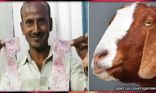 OMG...मालिक के 66,000 रुपए खा गई भूखी बकरी, जानिए- फिर मालिक ने क्या किया..?