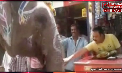 12 साल से हर रोज पान की दुकान पर पान खाने आता है ये हाथी, देखिए- VIDEO