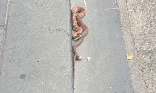 घूम रहा जहरीला सांप लोगों के पड़ा पीछे, सड़क पर मची हलचल फिर...