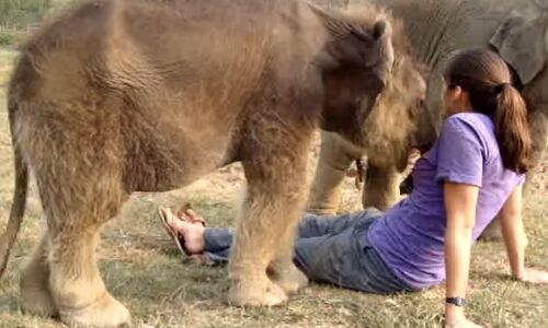 देखें वीडियो, हाथी के बच्चे ने लड़की के साथ की ऐसी हरकत कि…